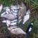 Carp bream