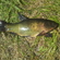 Tench
