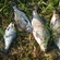 Carp bream