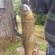 Black carp