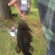 Tench
