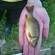 Crucian carp