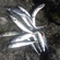 Mackerel