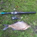 Carp bream