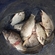 Prussian carp