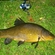 Tench