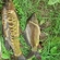 Carp