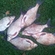 Carp bream