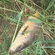 Carp