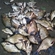 Carp bream