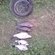 Tench