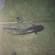 Wels catfish