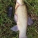 Tench
