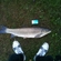 Grass carp