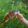 Eurasian perch