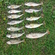 Eurasian perch