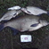 Carp bream