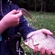 Prussian carp