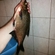 Carp bream