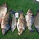 Carp