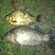 Crucian carp