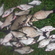 Carp bream