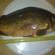 Carp