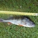 Eurasian perch