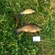 Tench