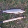 Grayling