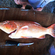 Brownspotted grouper