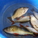 Eurasian perch