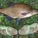 Carp bream