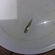 Eurasian perch