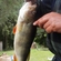 Eurasian perch