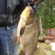 Crucian carp