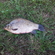 Crucian carp