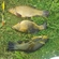 Tench