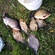Crucian carp
