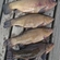 Tench