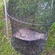 Prussian carp