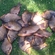 Crucian carp