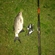 Carp bream