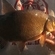 Carp bream