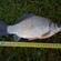Prussian carp