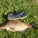 Carp bream