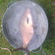 Carp bream