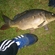 Carp
