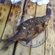 Carp bream