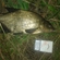 Carp bream